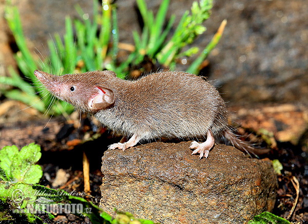 Crocidura minore