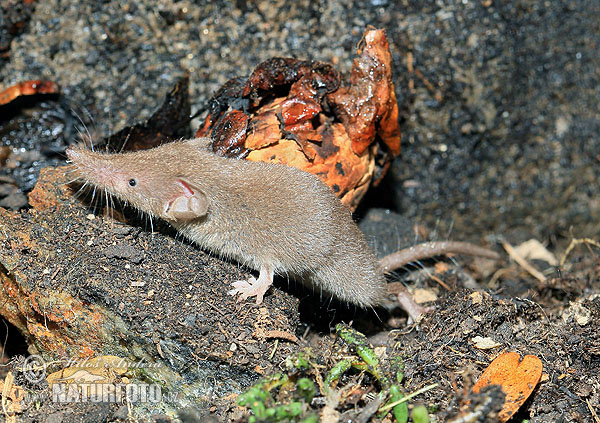 Crocidura minore