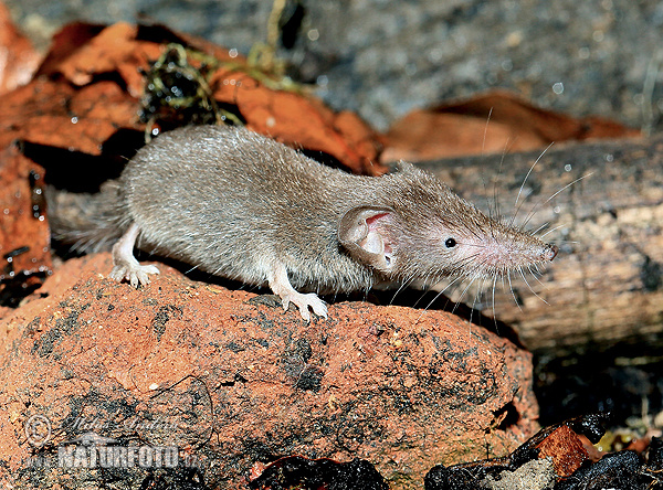 Crocidura minore