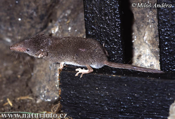 Crocidura minore