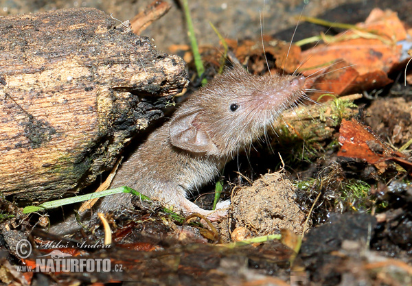 Crocidura minore