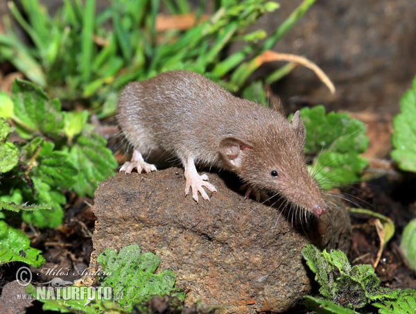 Crocidura minore