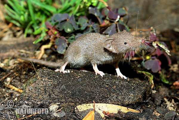 Crocidura minore