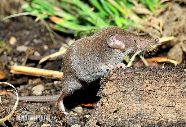 Crocidura minore