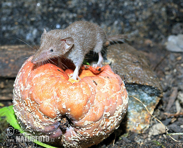 Crocidura minore