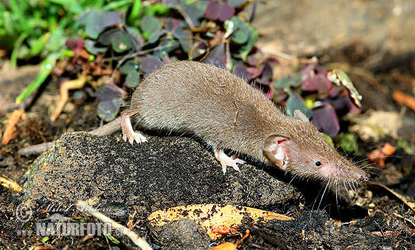 Crocidura minore