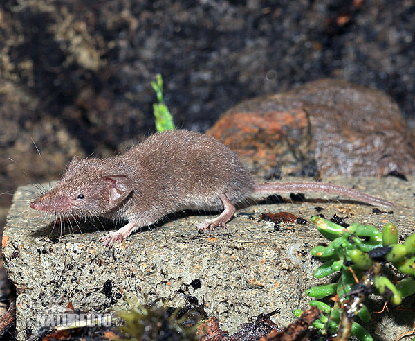 Crocidura minore