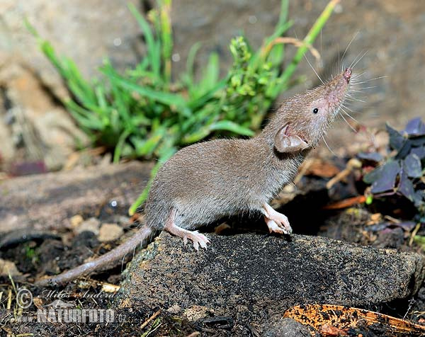 Crocidura minore