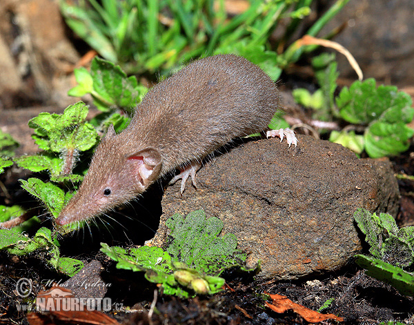 Crocidura minore