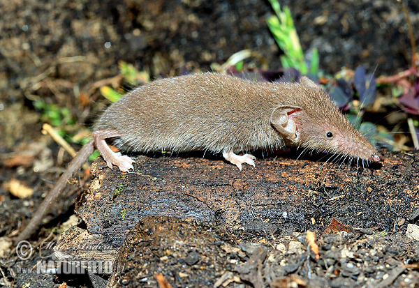 Crocidura minore