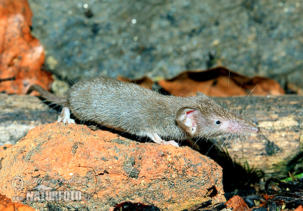 Crocidura minore