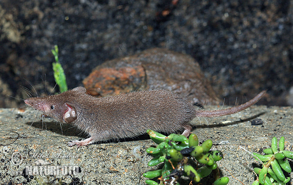 Crocidura suaveolens