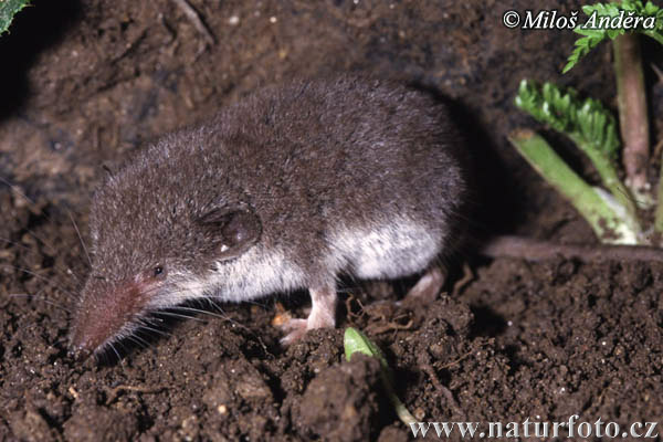 Crocidura ventrebianco