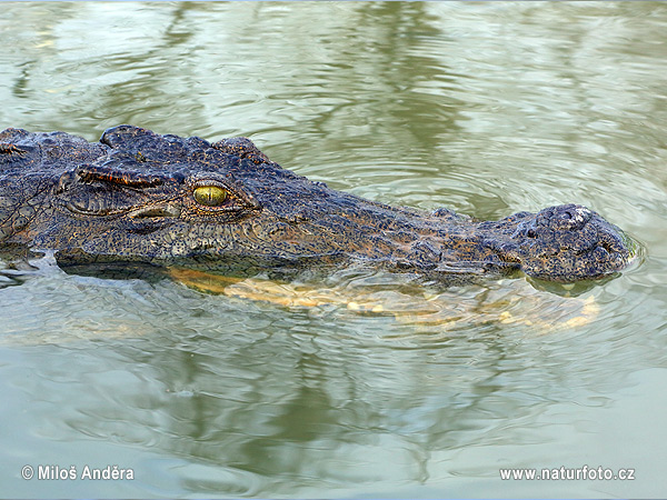 Crocodile du Nil