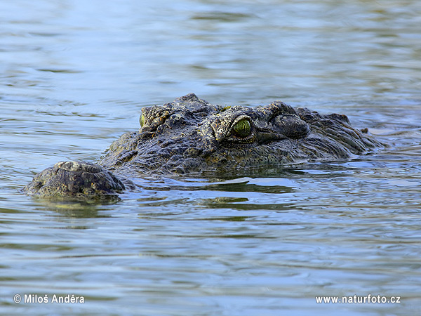 Crocodilo-do-nilo