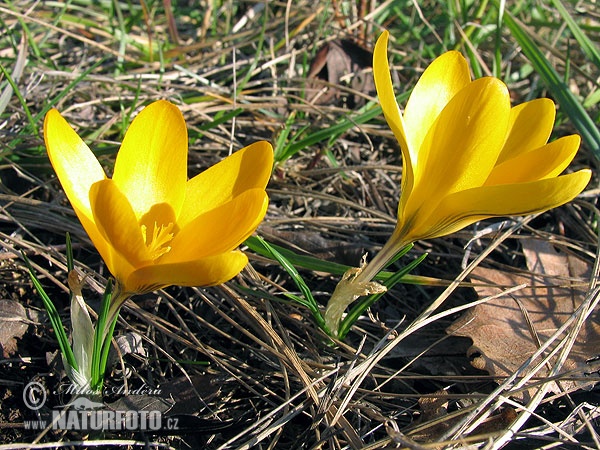 Crocus flavus