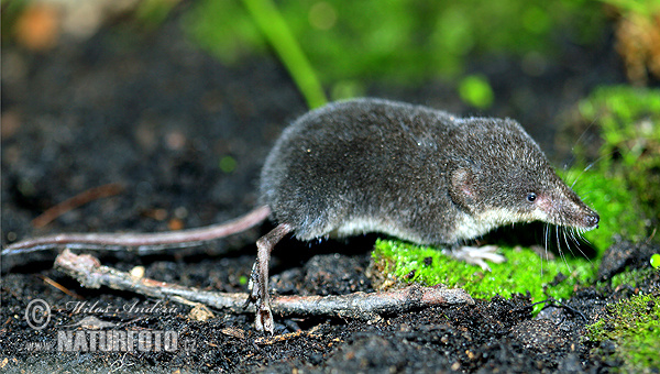 Crossope aquatique, Musaraigne d'eau