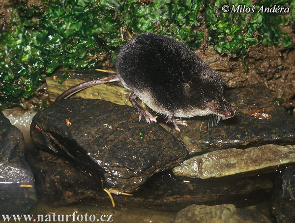 Crossope aquatique, Musaraigne d'eau