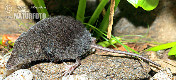 Crossope aquatique, Musaraigne d'eau