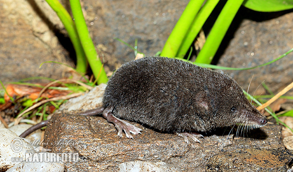 Crossope aquatique, Musaraigne d'eau