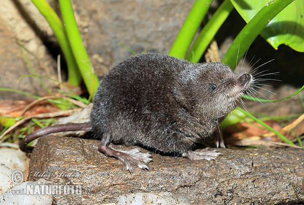 Crossope aquatique, Musaraigne d'eau
