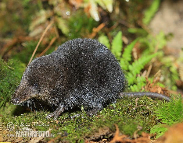 Crossope aquatique, Musaraigne d'eau