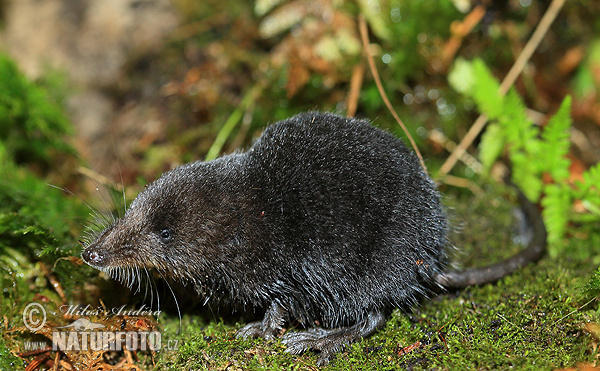 Crossope aquatique, Musaraigne d'eau