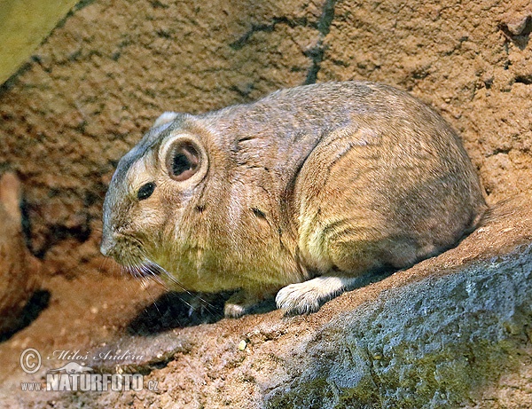 Ctenodactylus gundi