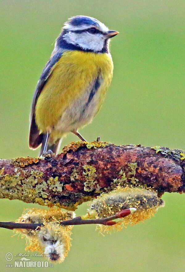 Cyanistes caeruleus