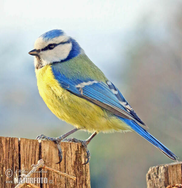 Cyanistes caeruleus