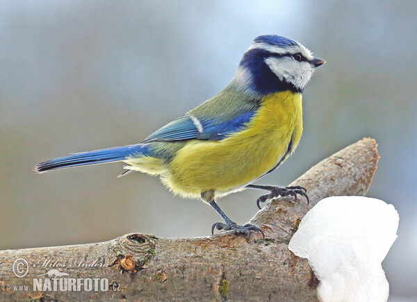 Cyanistes caeruleus