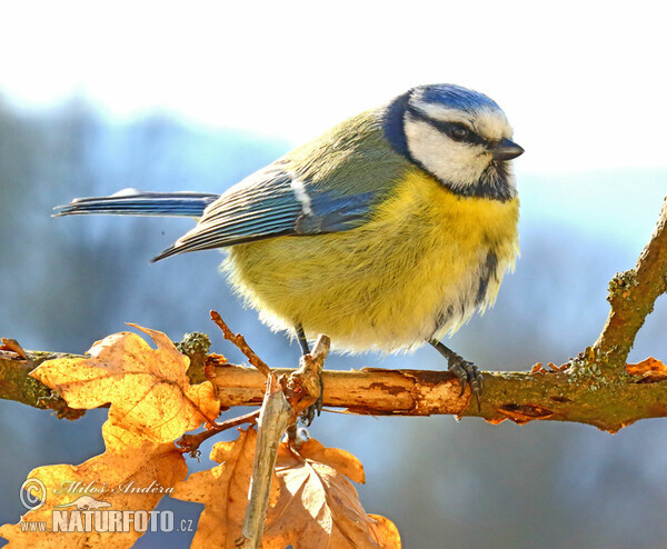 Cyanistes caeruleus