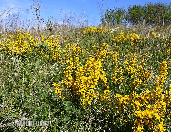 Cytisus procumbens