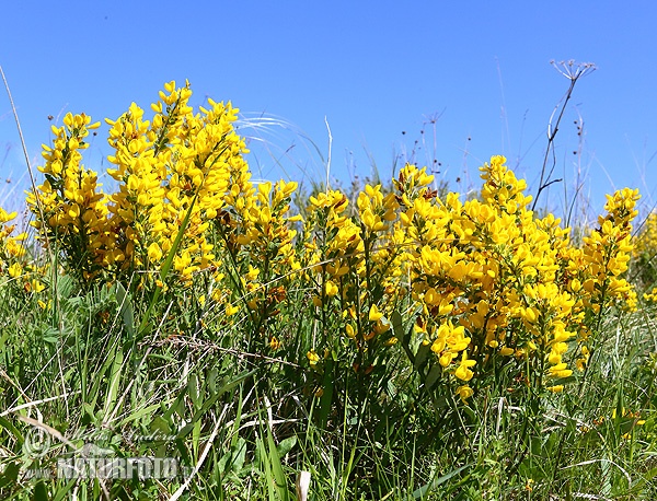 Cytisus procumbens