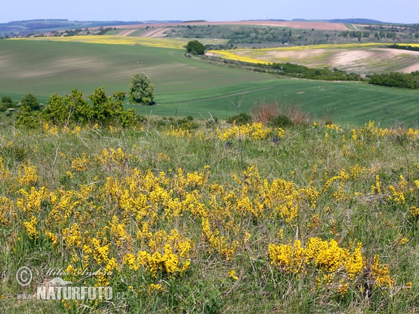 Cytisus procumbens