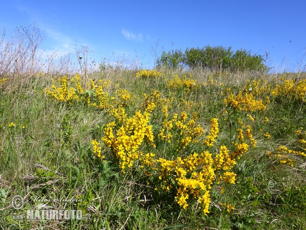 Cytisus procumbens