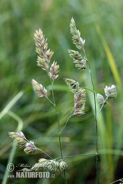 Dactyle pelotonné