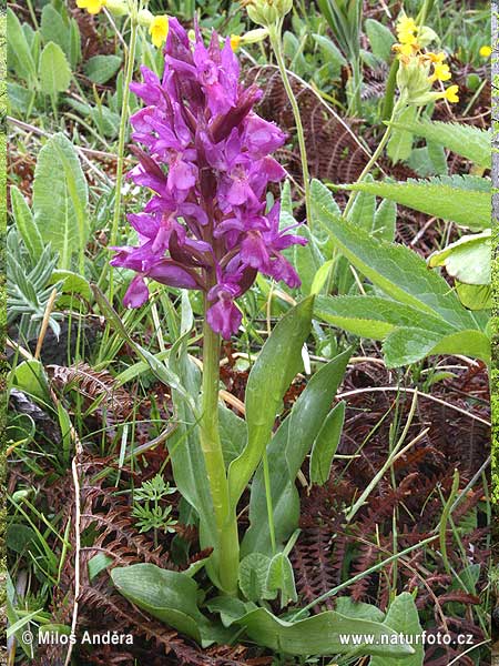 Dactylorhiza sambucina