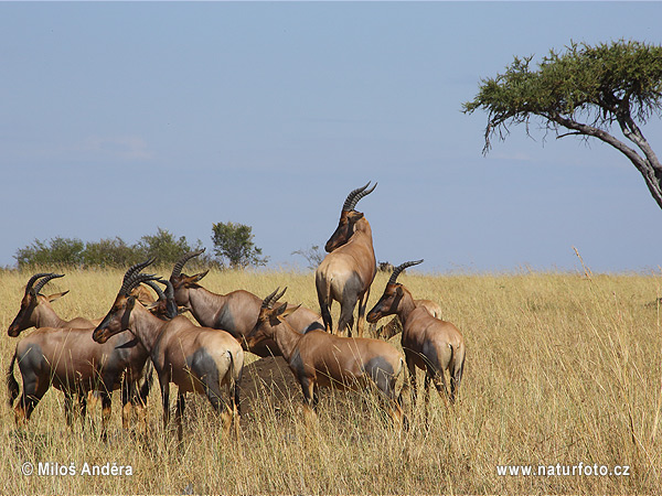 Damaliscus lunatus