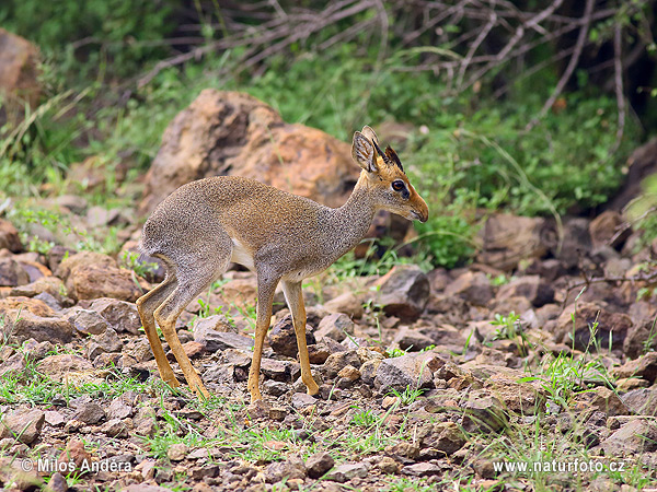 Damara Dik-dik