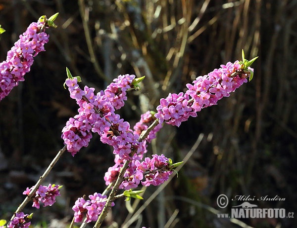 Daphne mezereum