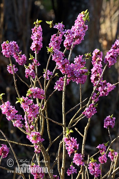 Daphne mezereum