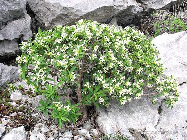 Daphne oleoides