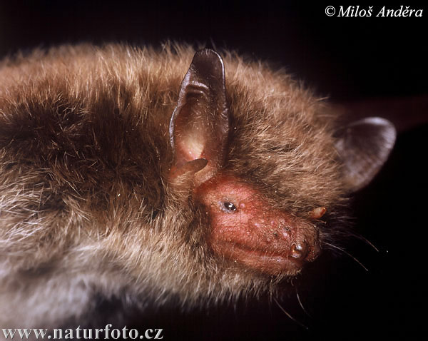 Daubenton's Bat (Myotis daubentonii)