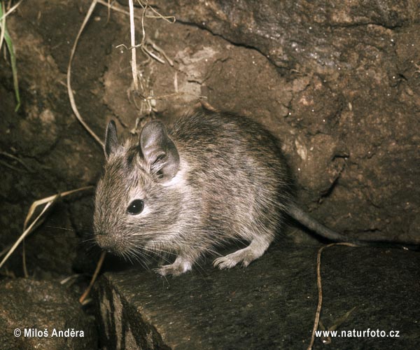 Degu gnagare