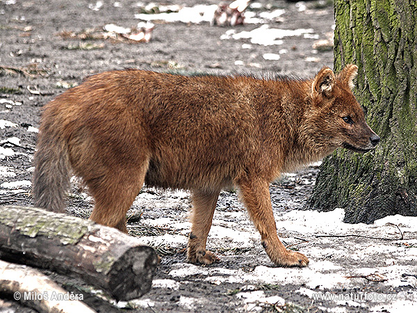 Dhole