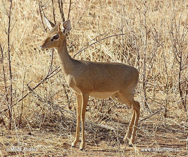 Dik-dik