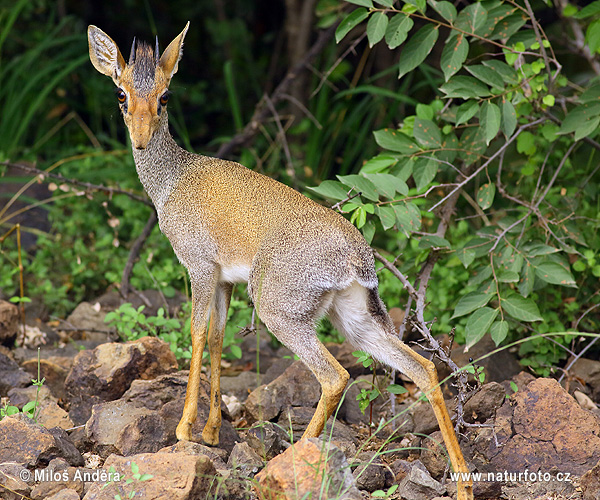 Dik-dik di Kirk