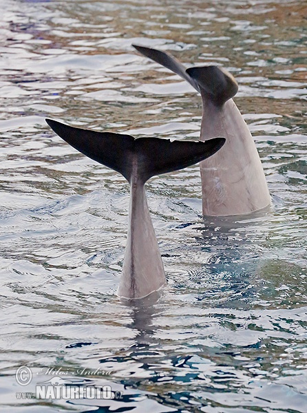 Dofí mular