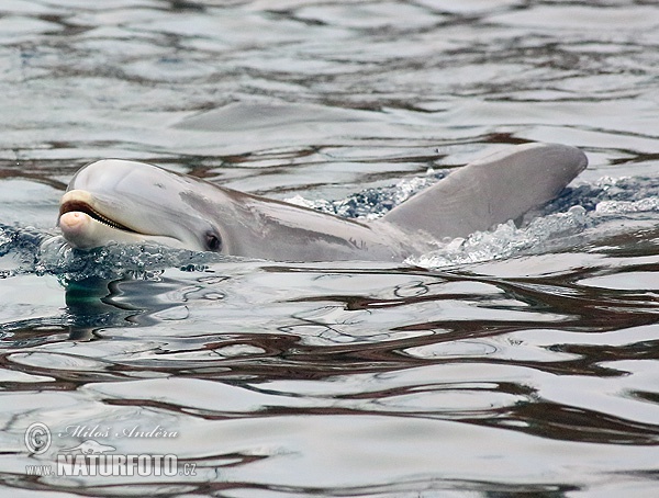 Dolfin Hidung Botol